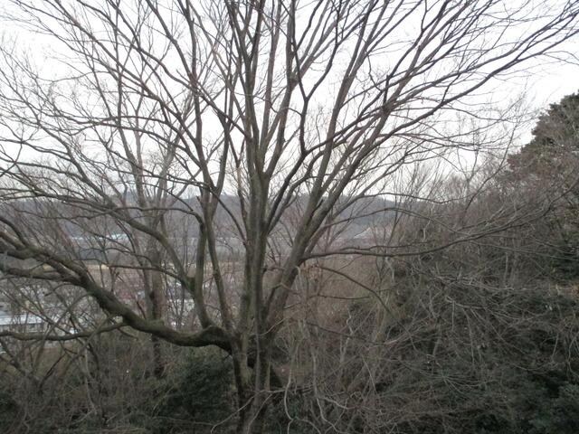 セイシェルの物件内観写真