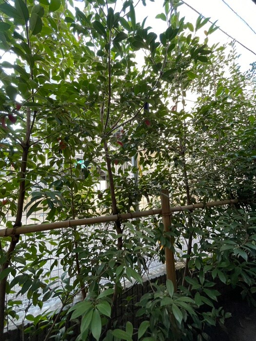 アークス鷺ノ宮（１０２）の物件内観写真