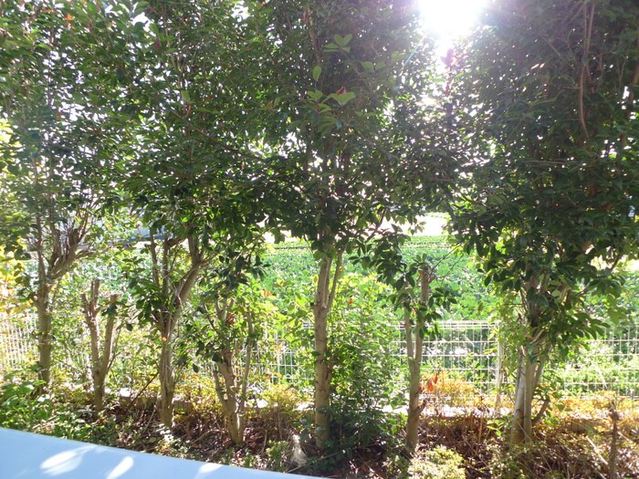 メゾンボヌ－ルの物件内観写真