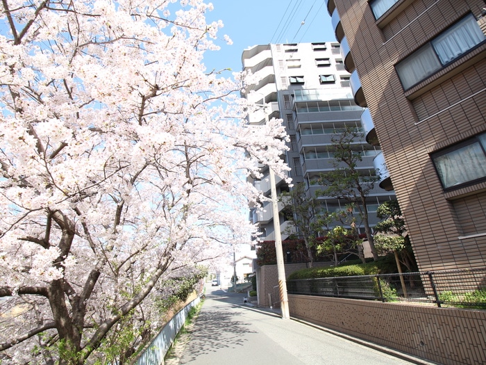 セラフ豊中向丘壱番館（702）の物件外観写真