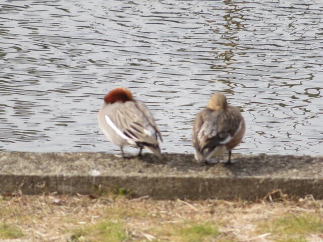 妙典駅 徒歩14分 1階の物件内観写真