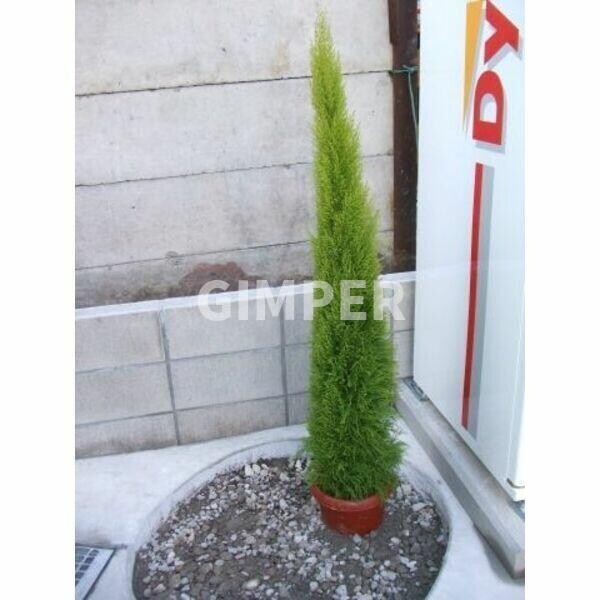 Ｐｅａｃｅ　（ピ－ス）の物件内観写真