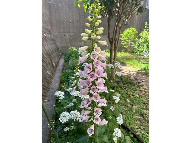 浜松駅 バス6分  鹿谷町南下車：停歩4分 1階の物件内観写真