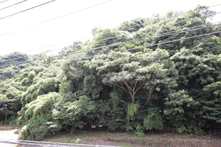 桜島桟橋通駅 徒歩15分 4階の物件内観写真