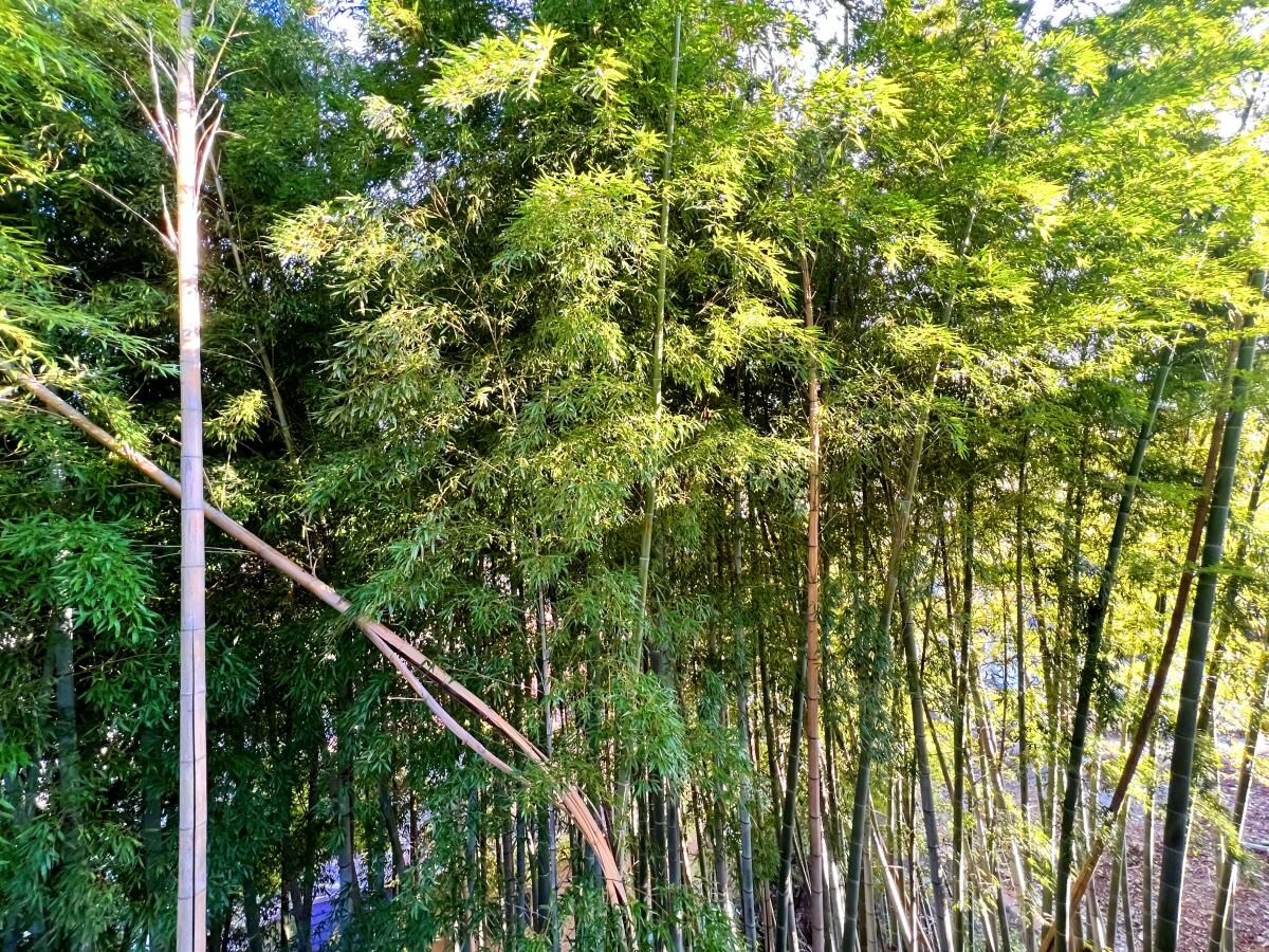 アザレ読売ランドＤ棟の物件内観写真