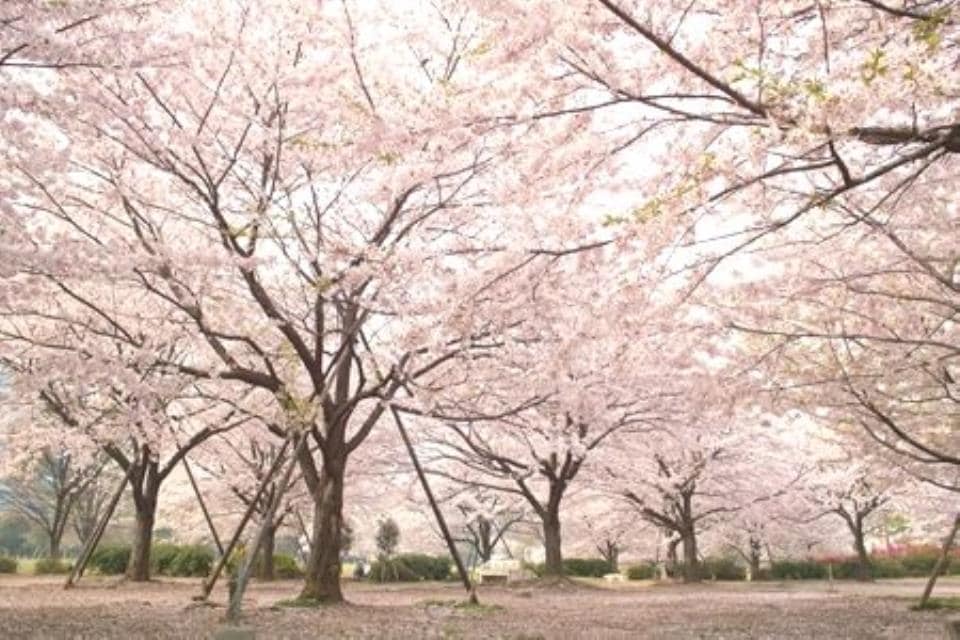 ルーブル清澄白河参番館の物件内観写真