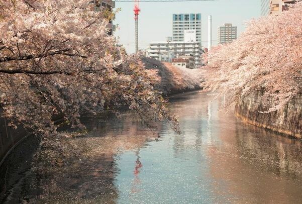 ザ・パークハビオ目黒の物件内観写真